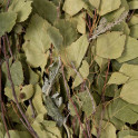 Frusta di betulla con erbe aromatiche - 1