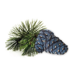 Concentrato di profumo per sauna HARVIA, pino cembro 1 l  Concentrato di profumo per sauna HARVIA, pino cembro 1 l