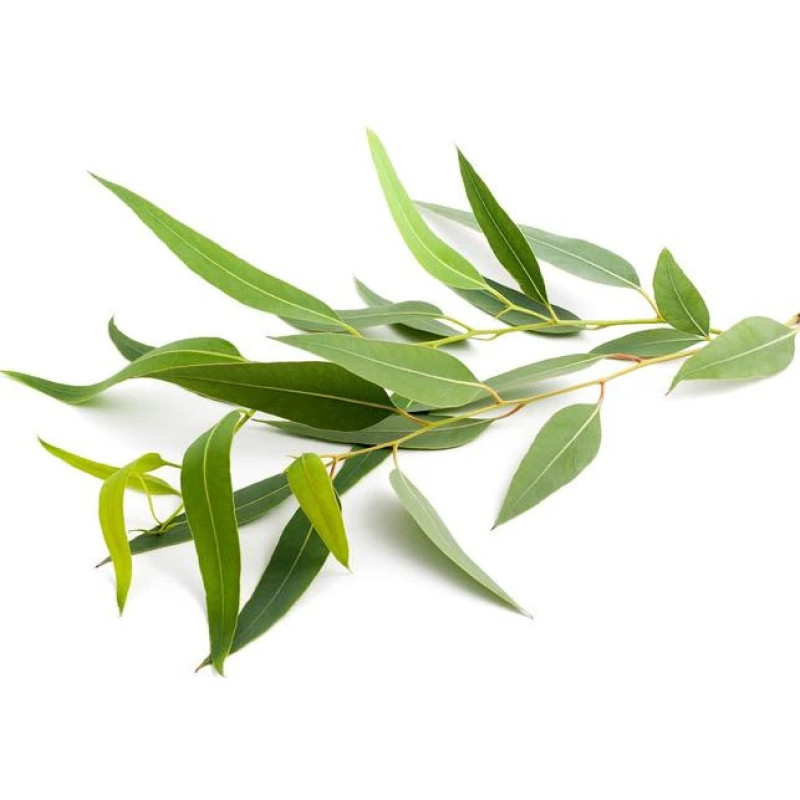 SENTIOTEC profumo concentrato per sauna a vapore, eucalipto 5 l